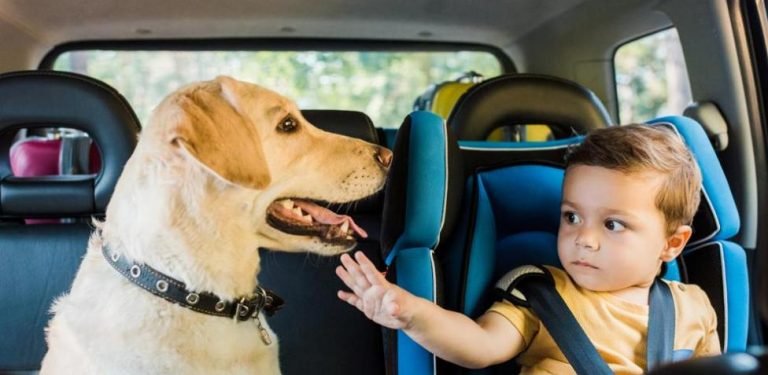 Cómo Transportar Un Perro En El Coche: Consejos De Viaje